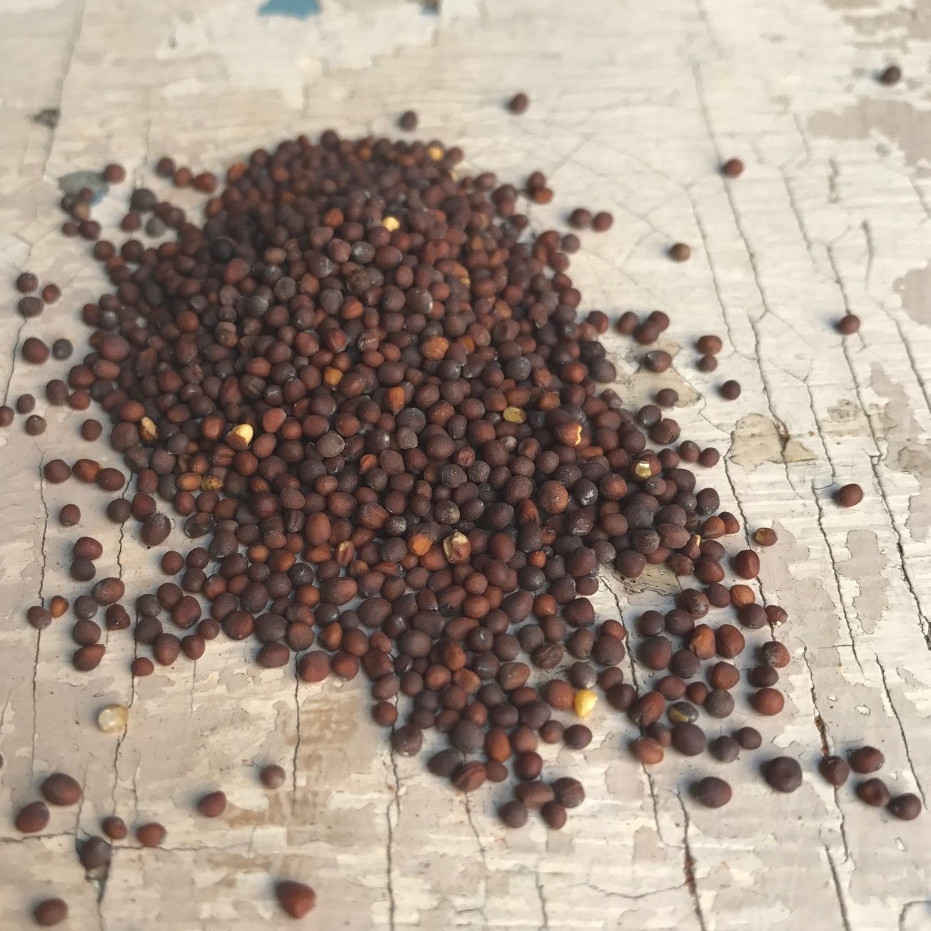 Nasiona gorczycy czarnej (Azja, Europa) - 30g